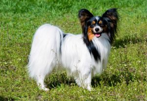 Las razas de perro más inteligentes