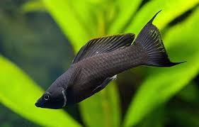 Los mejores peces para tener en acuarios
