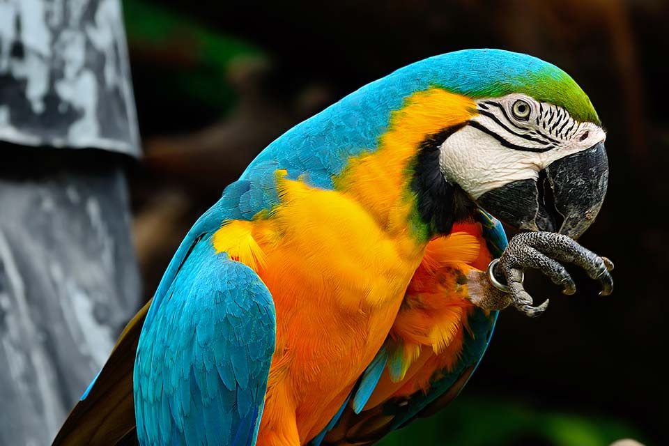Qué es la parálisis de patas en loros