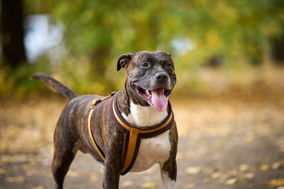 Diferencia-entre-pitbull-y-american-stanford